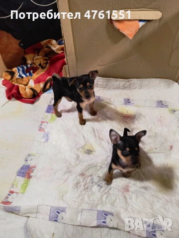 Пинчерчета , снимка 6 - Пинчер - 53788698