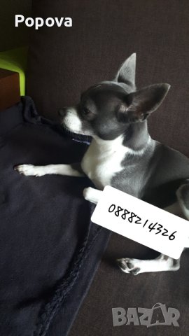 Синьо/сиво Чихуахуа, снимка 1