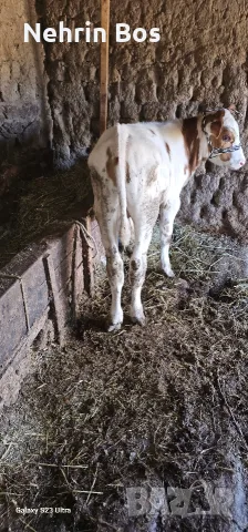 misko tele na 4 mesetsa simental