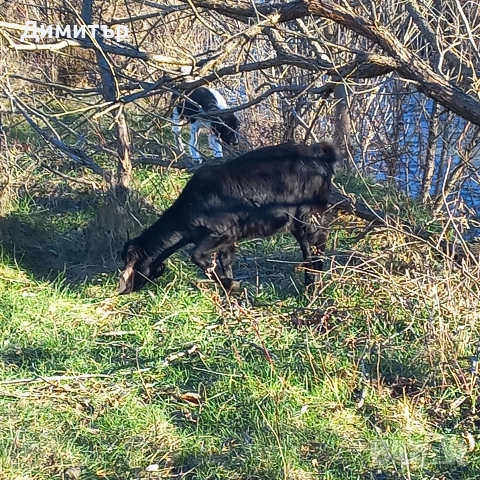 женско яре, снимка 3 - Кози - 52790420