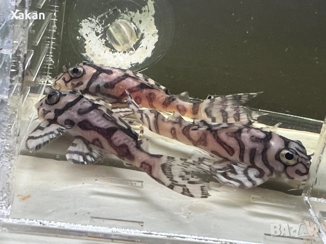 L 236 SW и SY 6.5-7см, снимка 11 - Рибки - 50275511