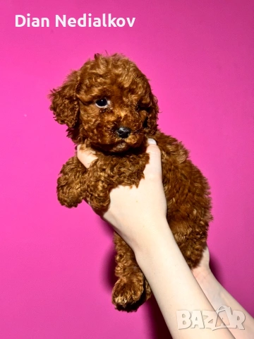 Той пудел родословни, снимка 3 - Пудели - 53541703