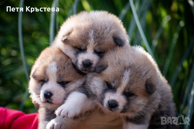 Бебета акита ину , снимка 1