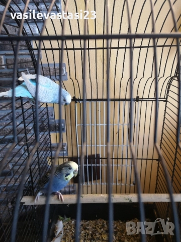 чифт вьлнисти папагали с клетка 