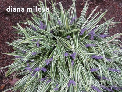 Лириопе Мускари, Liriope muscari 'Variegata', снимка 3 - Градински цветя и растения - 51899094