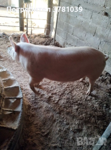 Продавам угоено прасе