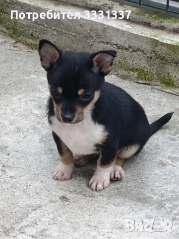 мини пинчер чихуа момче от Сливен 