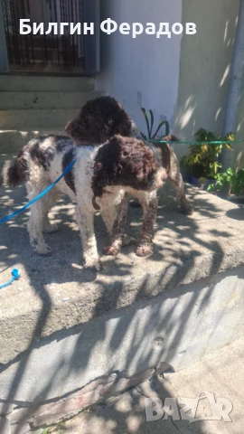 Продавам Лагото мъжко и женско на 10 месеца , снимка 1