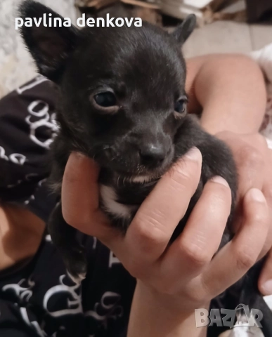 Чихопинчер който търси своя нов дом.., снимка 2 - Пинчер - 52857443