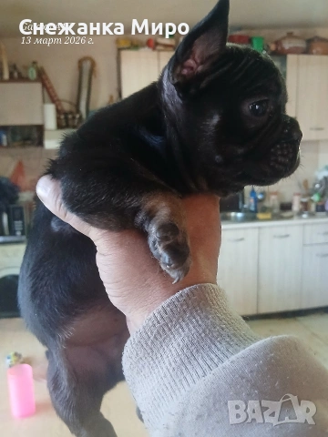 френски булдог. , снимка 2 - Френски булдог - 53830931
