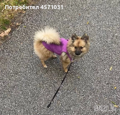 Продава се!, снимка 2 - Немски шпиц - 52589082