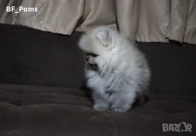 Страхотно момченце померан с родословие FCI, снимка 14 - Померан - 52918943