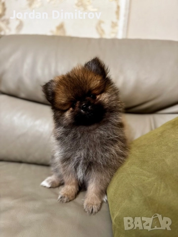 Мъжки Полерани, снимка 3 - Померан - 52431228