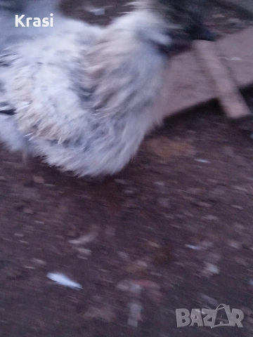 Петле копринка, снимка 2 - Кокошки и пуйки - 53160112