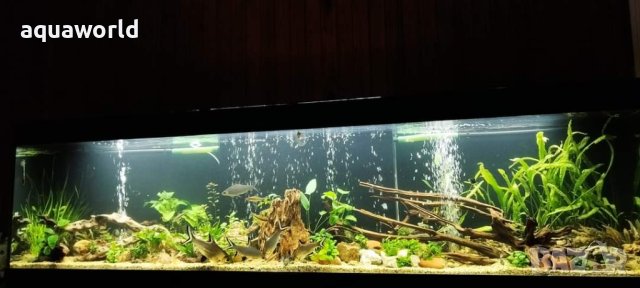 Изработка на аквариуми и терариуми, снимка 15 - Аквариуми - 13267769