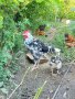 продавам ярки пилета яйца кокошки петли , снимка 7