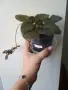 Бяла еписция, episcia Panama white, снимка 2