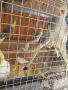 Вълнисти папагали и Корели , снимка 10