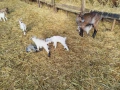 Продавам новородени ярета, снимка 5