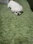 Кученце пикинез, снимка 2