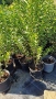 декоративни храсти и растения, снимка 11