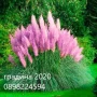 Кортадерия- Пампаска трева ПРИ ПОКУПКА НА 3 БРОЯ 1 БРОЙ ПОДАРЪК, снимка 1
