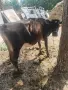 продавам крава Джерсеи , снимка 2