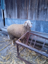 Мъжко агне, снимка 1 - Овце - 44639482