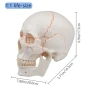 Нов Учебен анатомичен череп експлодиран изглед бял с подвижен мозък, снимка 6