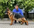 Чистокръвни немски овчарки , снимка 11