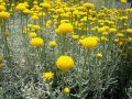 Santolina chamaecyparissus (Сантолина), снимка 1 - Градински цветя и растения - 41607293