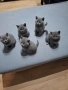 Британски късокосмести котета, снимка 1