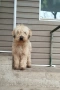 Ирландски пшеничен териер , снимка 1