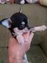 чихуахуа мъжко късокосместо , снимка 3