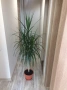 Красива палма Драцена Маргината, Хлорофитум, снимка 3