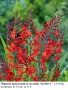 КРОКОСМИЯ (Crocosmia) - РАЗЛИЧНИ СОРТОВЕ (ЛУКОВИЦИ), снимка 5