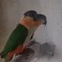 Двойка. . Кайки , снимка 1