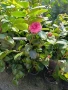 Камелия 140 см., снимка 3