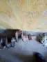 Колянов вал за трактор ЮМЗ, снимка 4