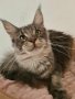Чистокръвно котенце от породата Мейн Куун, снимка 1 - Мейн кун - 44143643