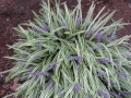 Лириопе Мускари, Liriope muscari 'Variegata', снимка 3