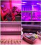 LED лента крушка фито лампа за растеж на растенията 5 метра  дължина , снимка 1 - Разсади - 35863026