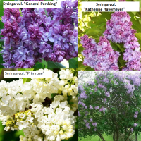 Люляк (3 различни сорта), снимка 1 - Градински цветя и растения - 44579976