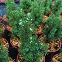Канадски Смърч, Picea glauca Sanders Blue, снимка 1 - Градински цветя и растения - 40514435