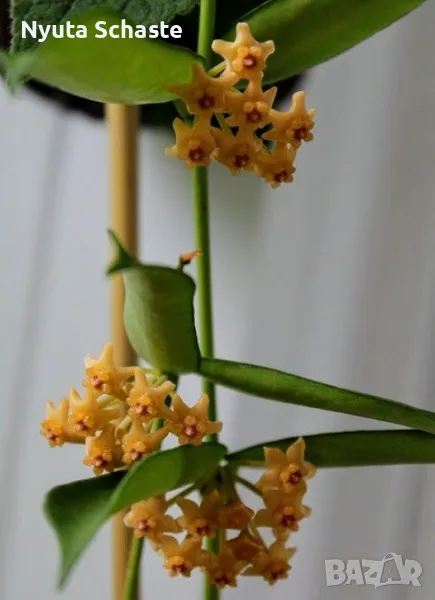 Hoya pandurata Tsiang Silver, снимка 1