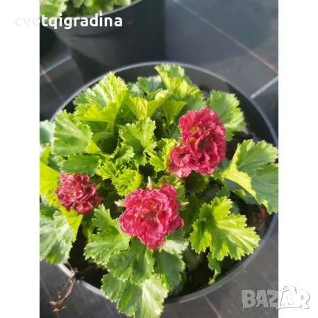 Geum 'Bohema Pink'Геум бохемско розово, снимка 1