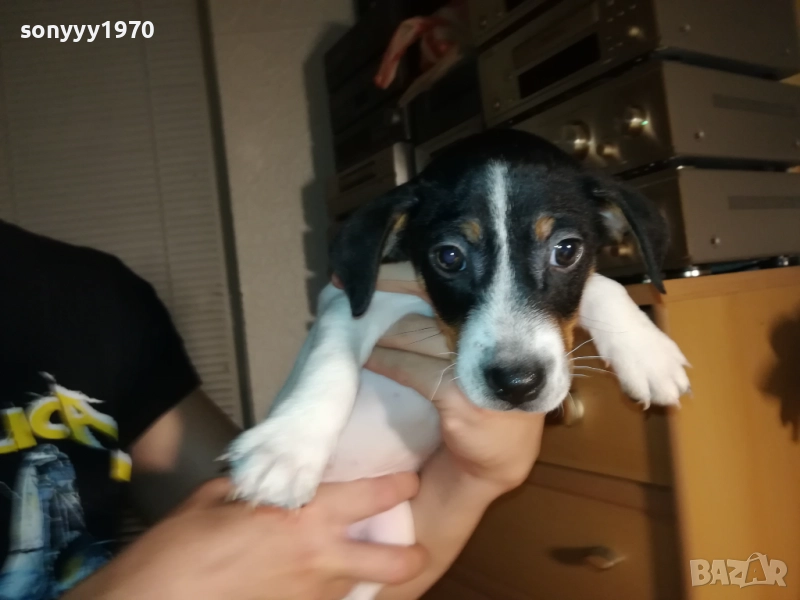 ЖЕНСКО КУТРЕ ДЖАК РЪСЕЛ 1310250645, снимка 1