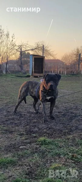 Преса Канарио , снимка 1