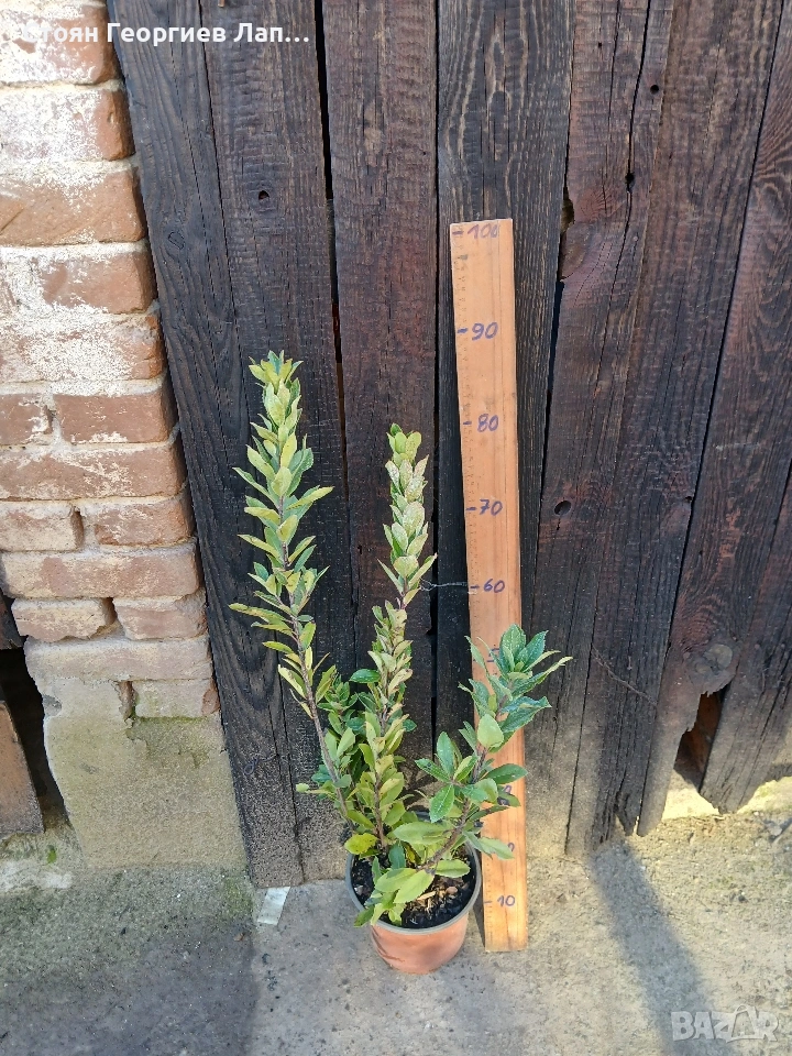 дръвчета ягодово дърво, арбутус , снимка 1