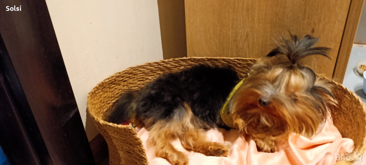 мини йорки , снимка 1